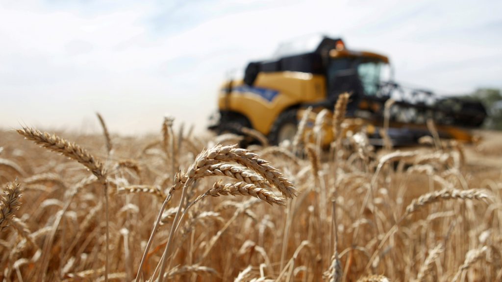 A wheat field in the Stavropol region of Russia, the world's top exporter of the grain