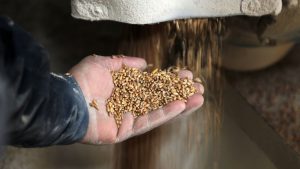 A hand catching grain coming from a machine.
